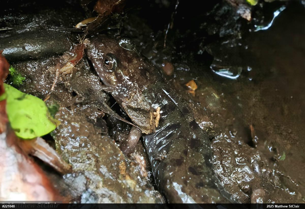 Seal Salamander