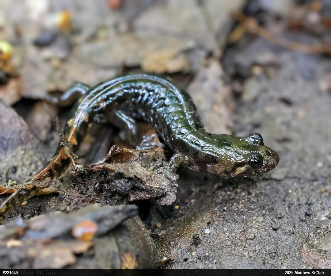 Seal Salamander