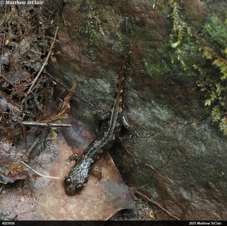 Seal Salamander