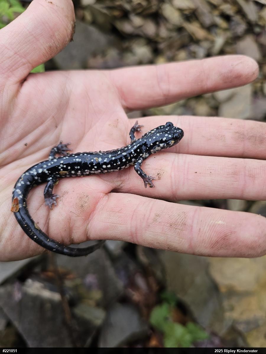 Northern Slimy Salamander