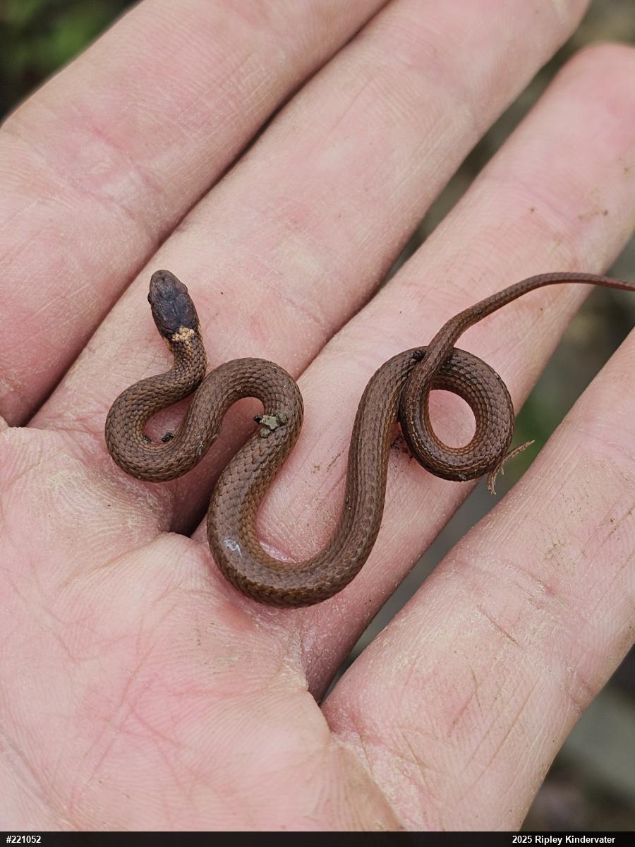 Red-bellied Snake