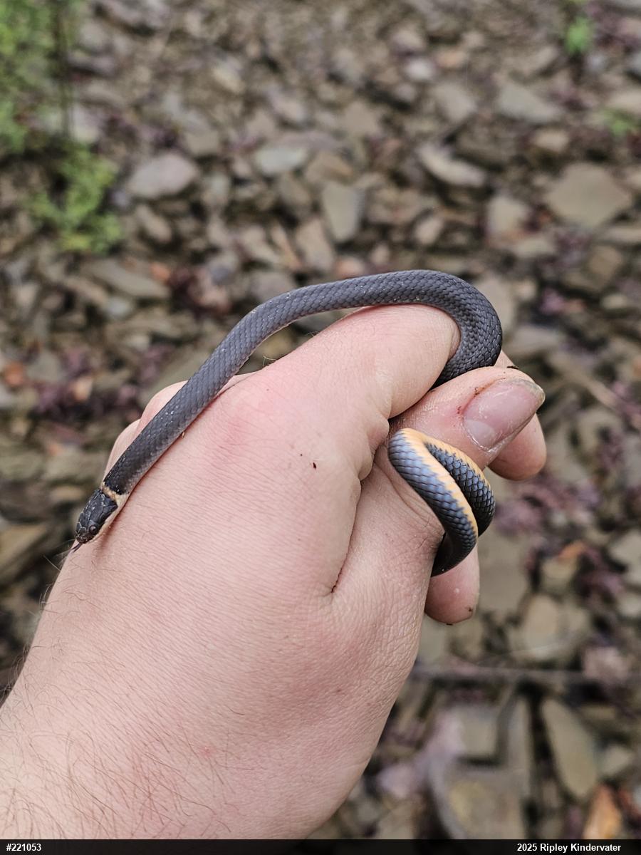 Northern Ring-necked Snake