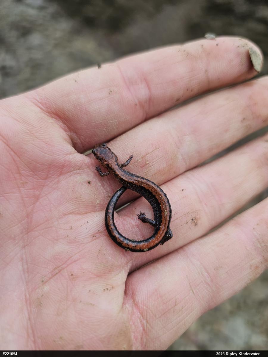 Eastern Red-backed  Salamander