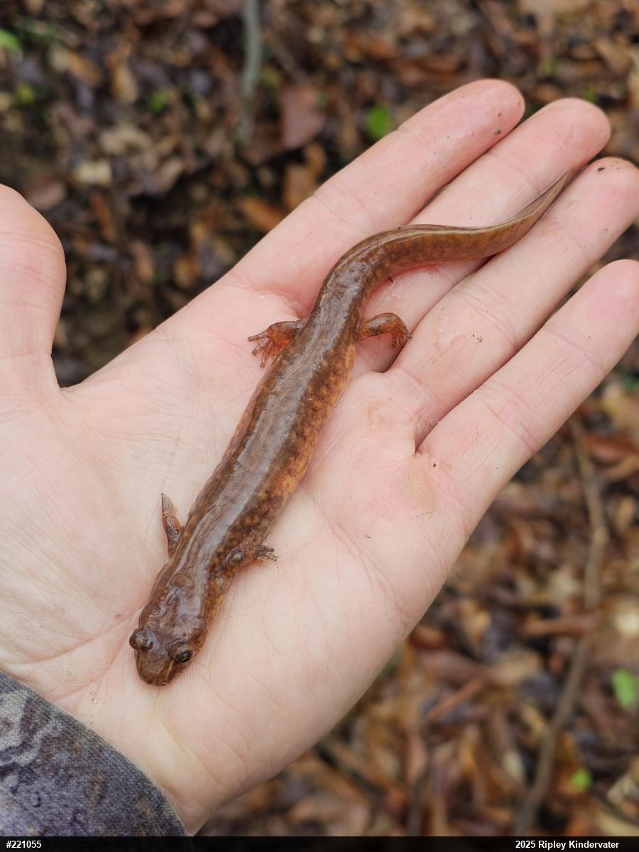 Northern Spring Salamander