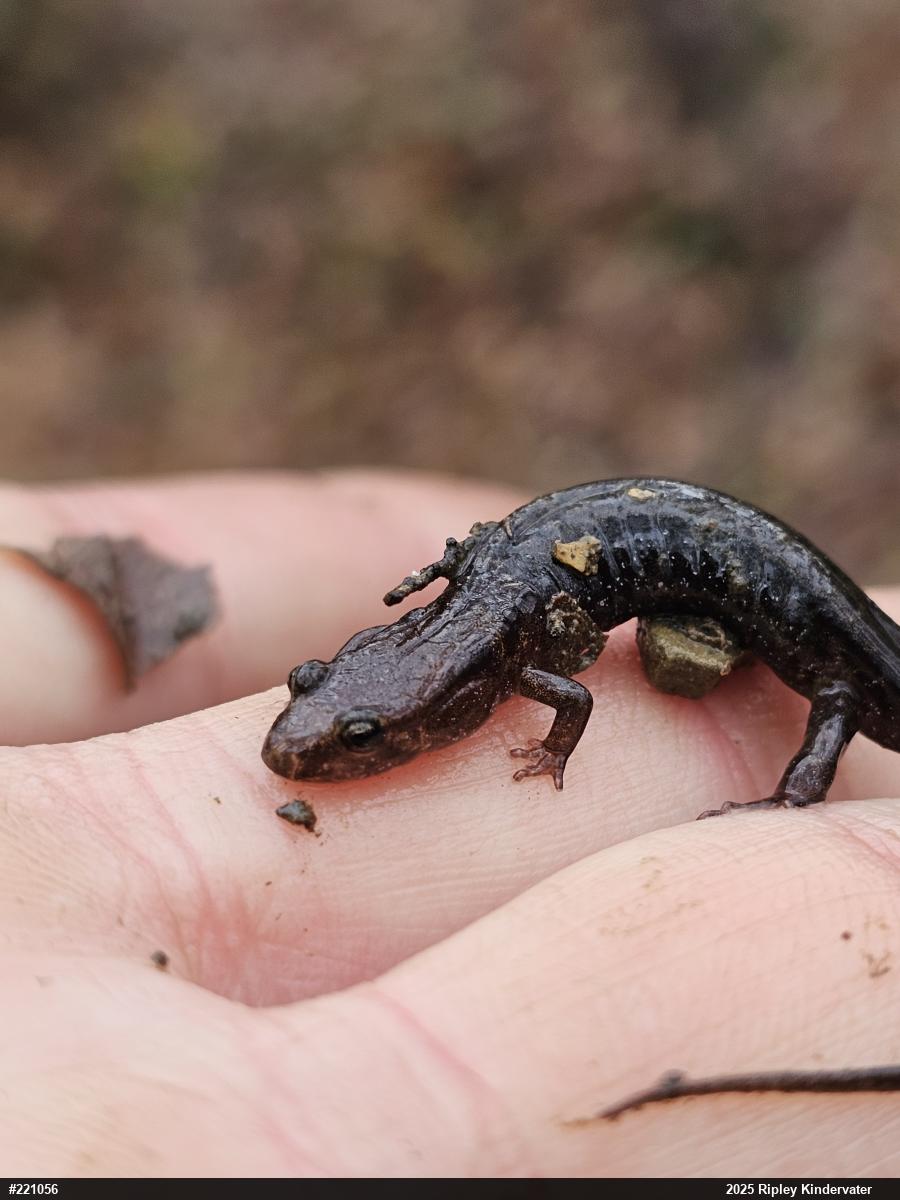 Allegheny Mountain Dusky Salamander