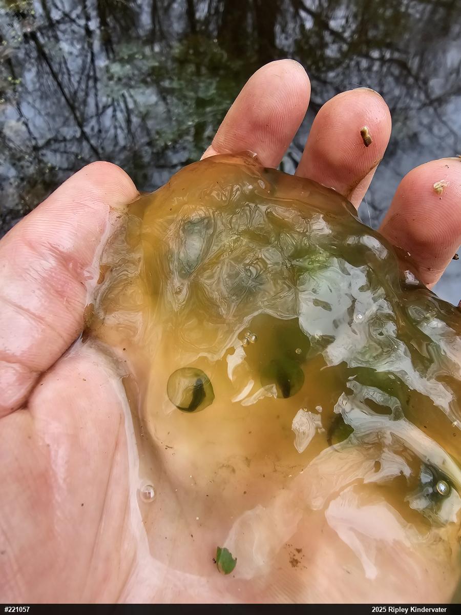 Spotted Salamander