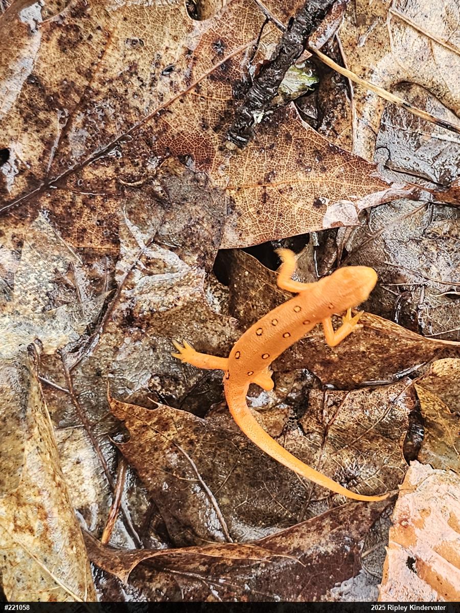 Red-spotted Newt