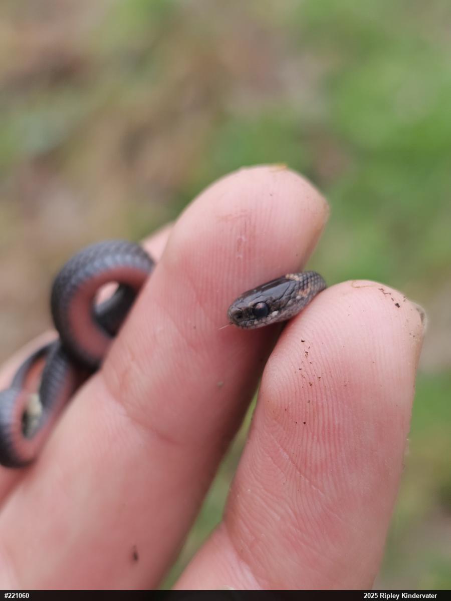 Red-bellied Snake