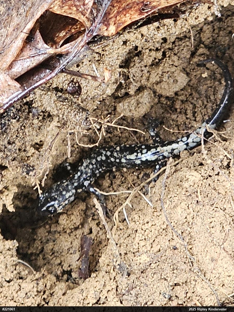 Northern Slimy Salamander