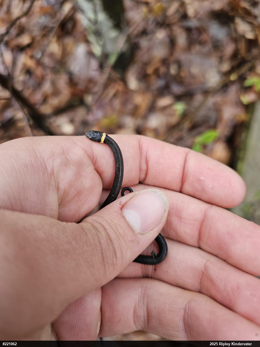 Northern Ring-necked Snake