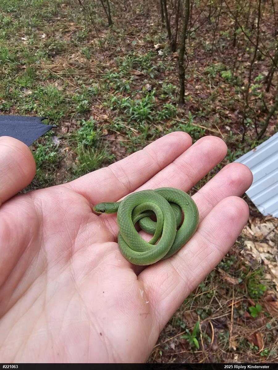Smooth Greensnake