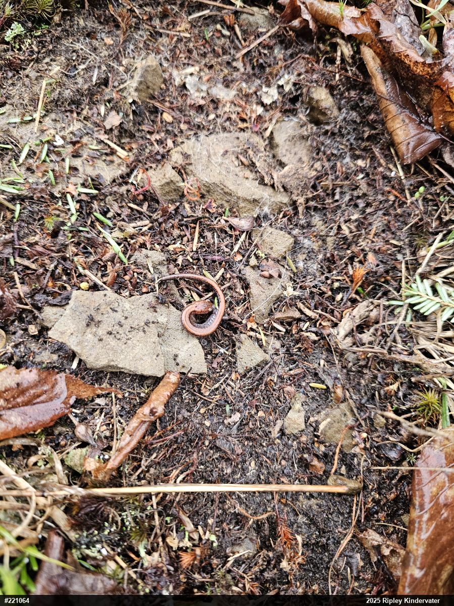 Eastern Red-backed  Salamander