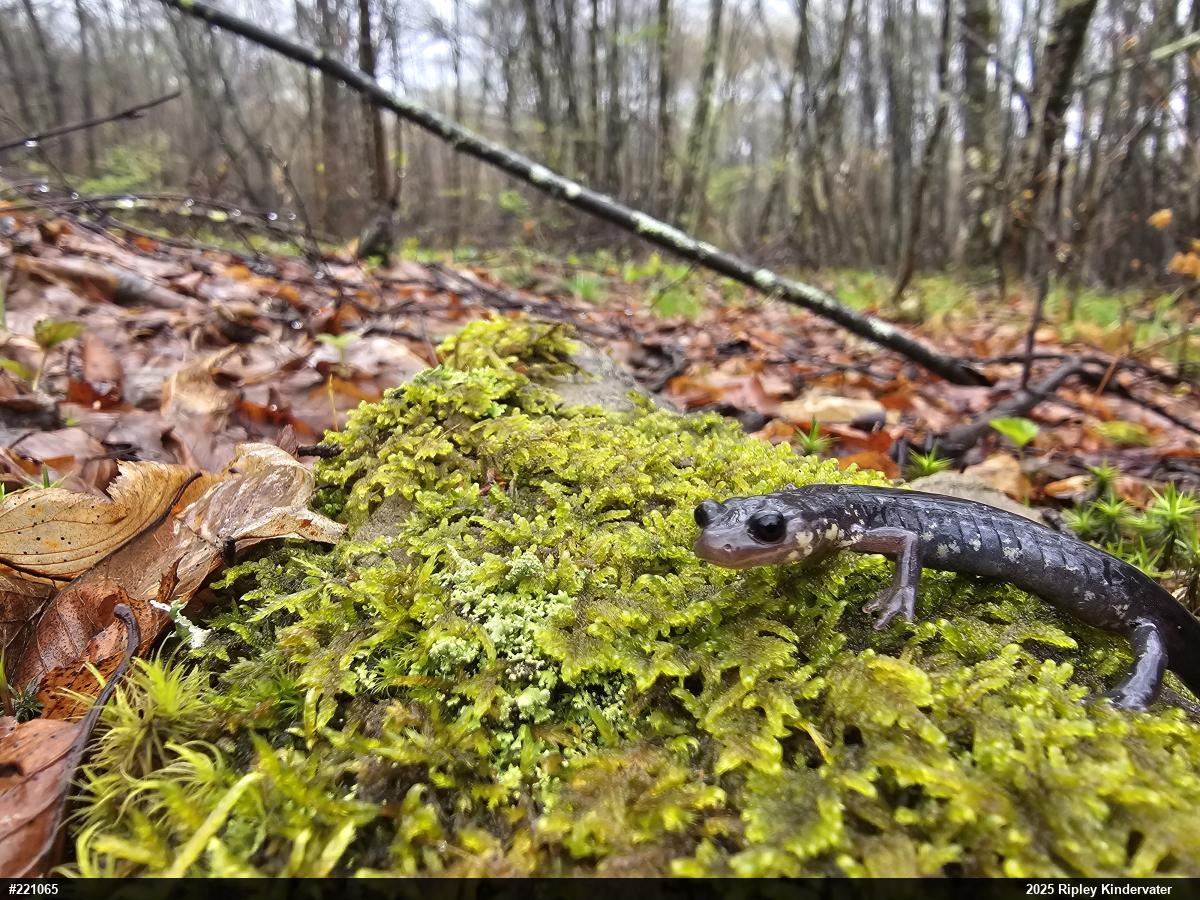 Wehrle's Salamander