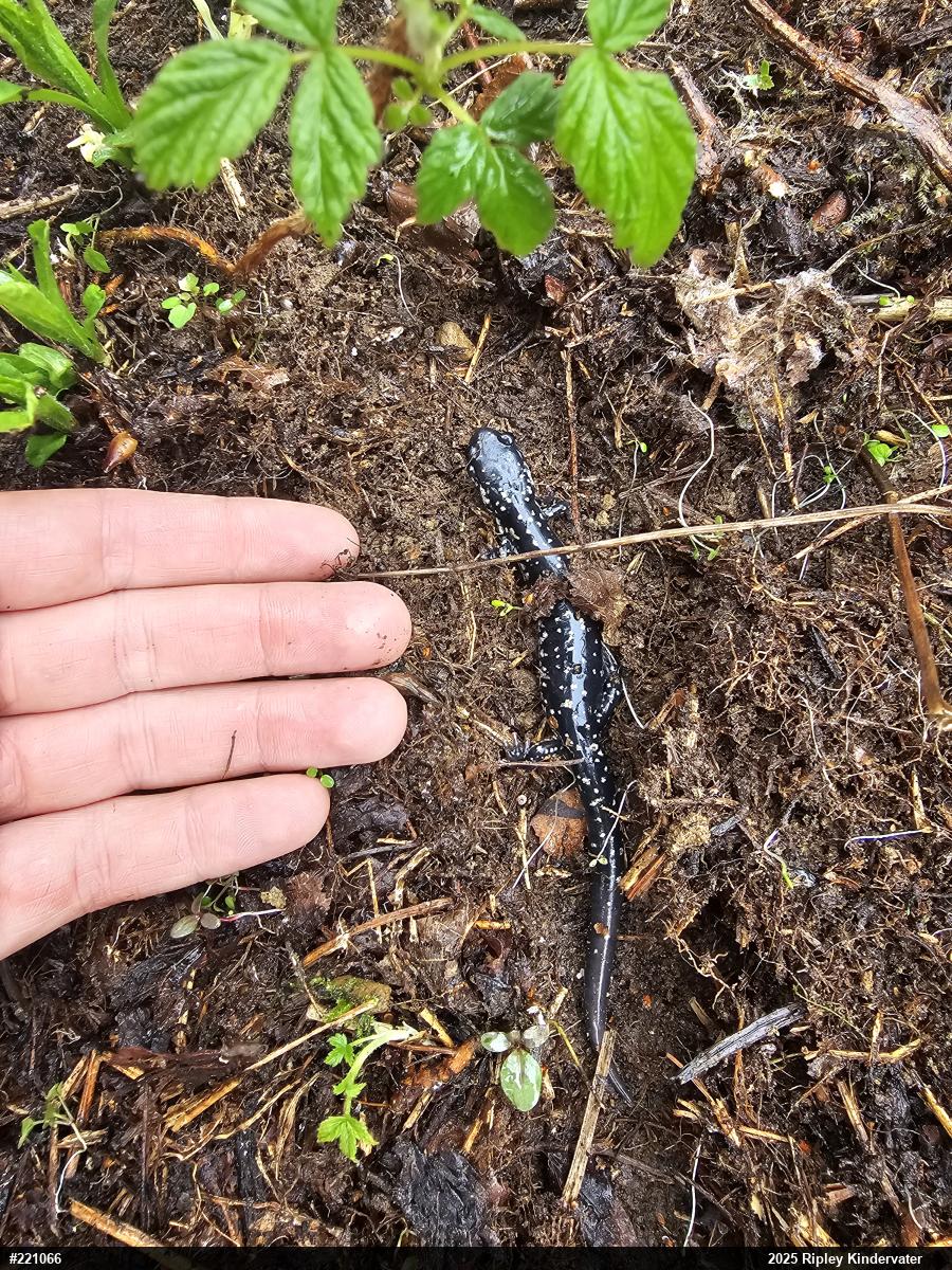 Northern Slimy Salamander