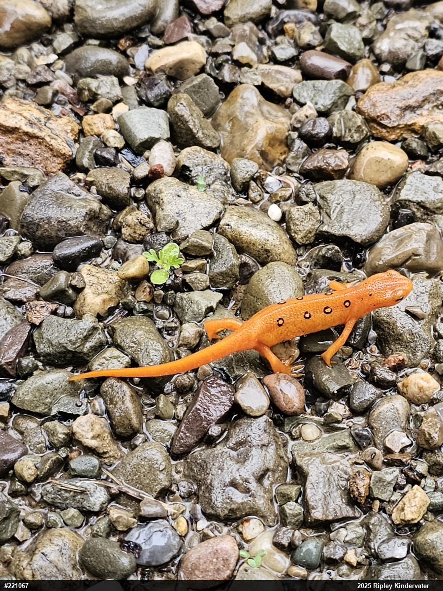 Red-spotted Newt