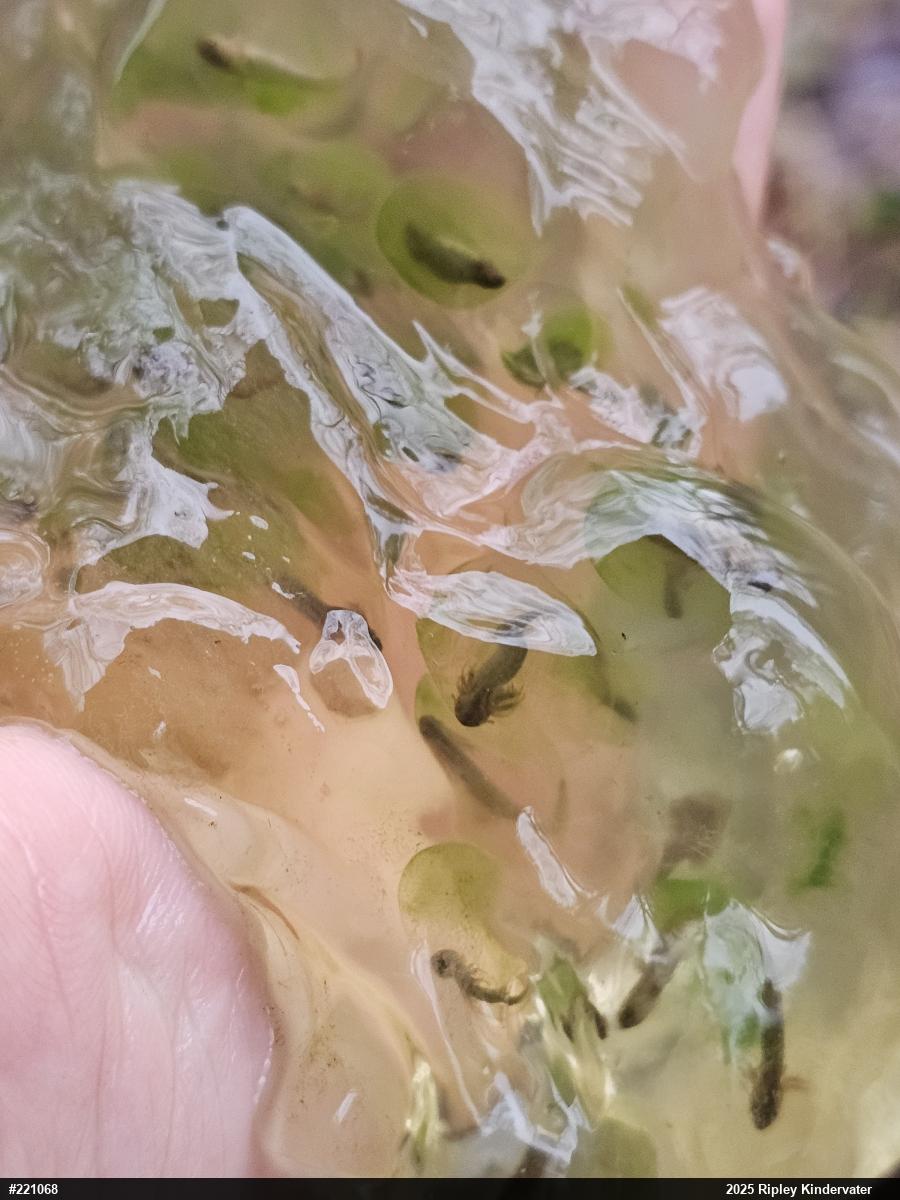 Spotted Salamander