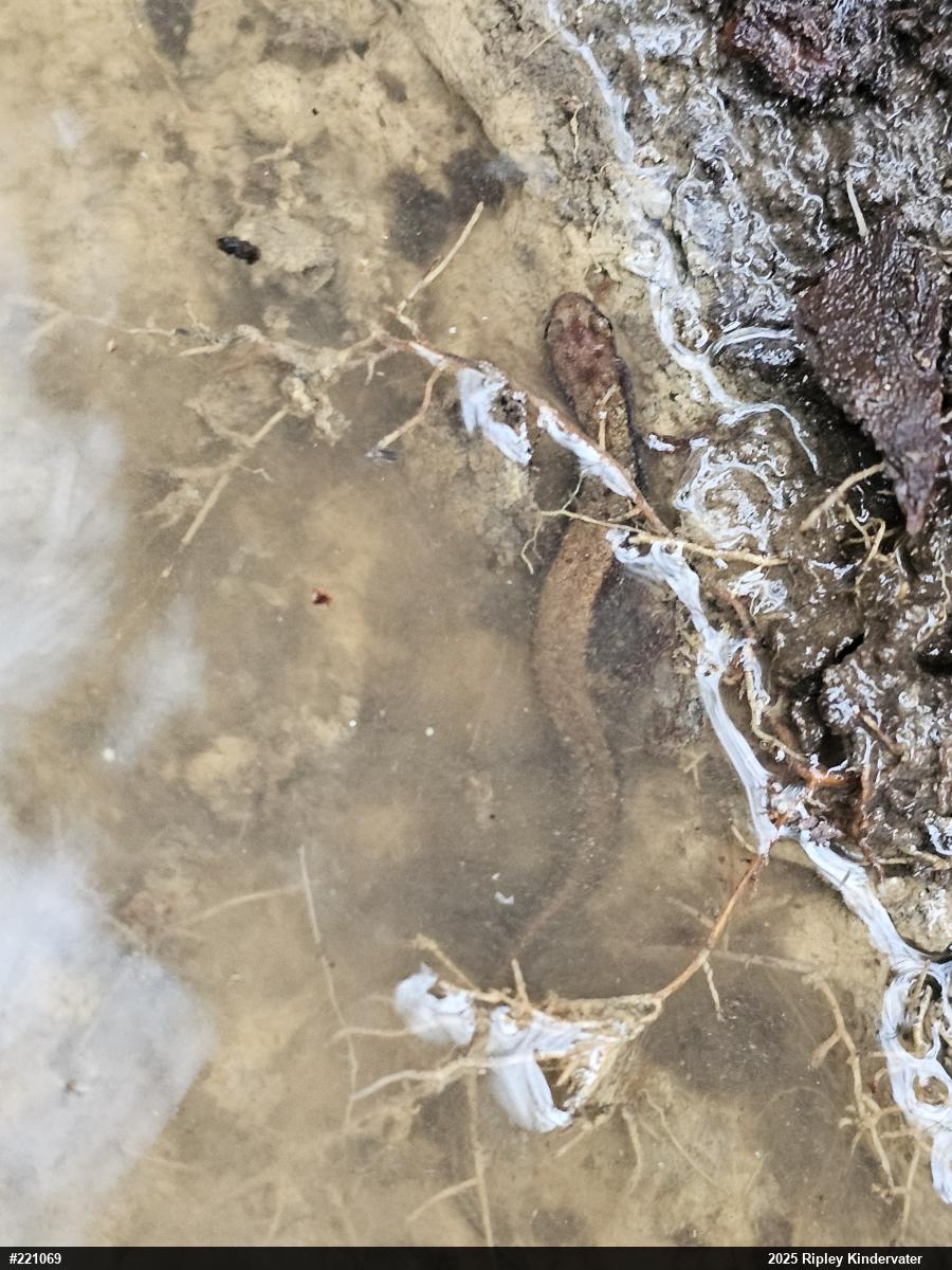 Allegheny Mountain Dusky Salamander