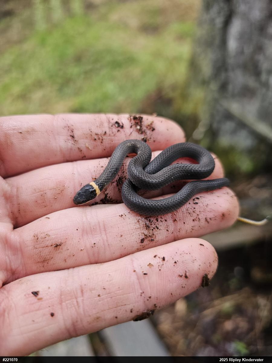 Northern Ring-necked Snake
