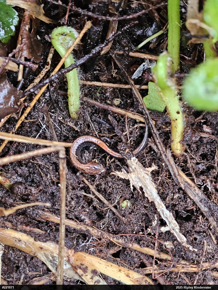 Eastern Red-backed  Salamander
