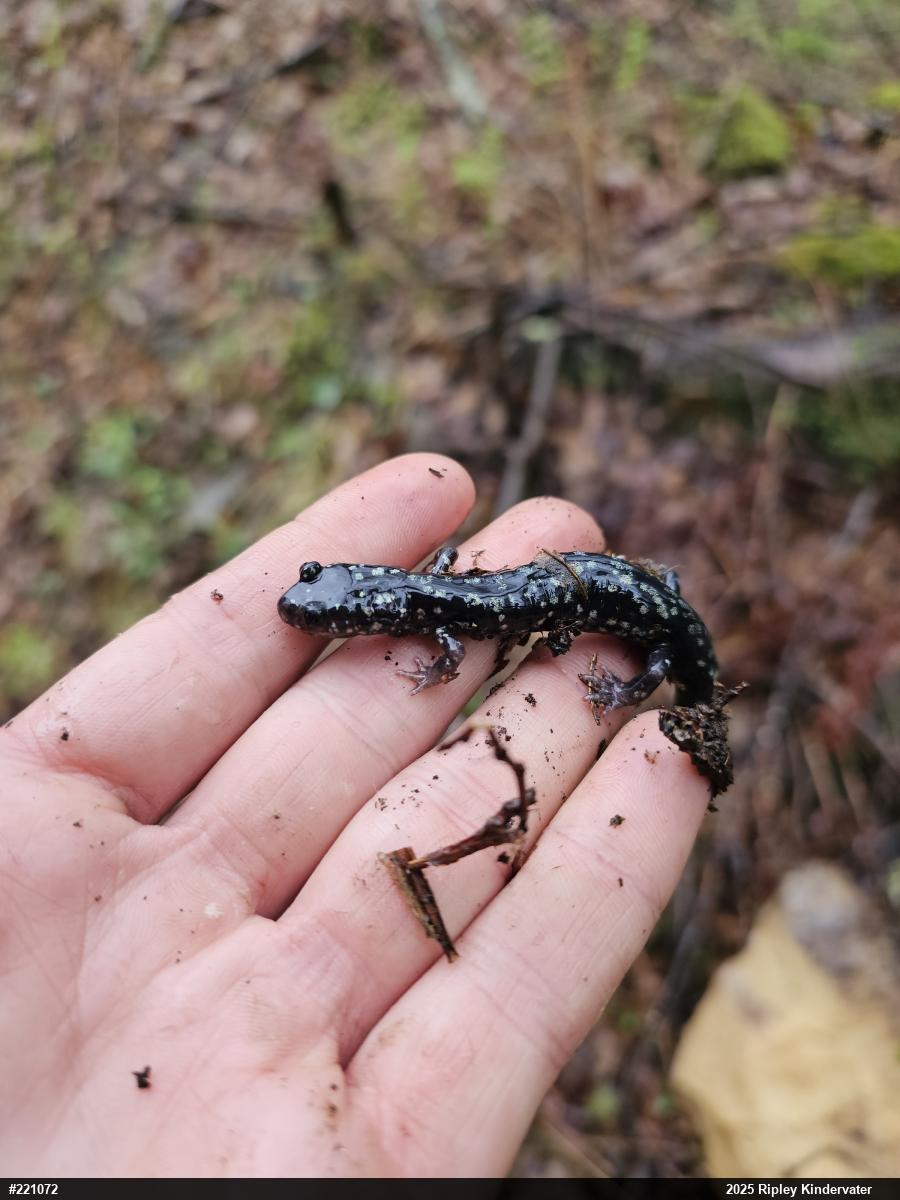 Northern Slimy Salamander