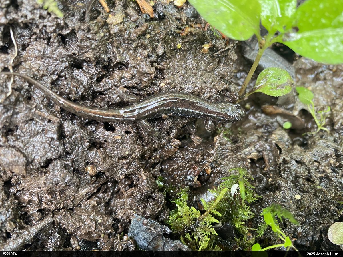 Northern Dusky Salamander
