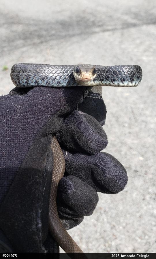 Northern Black Racer