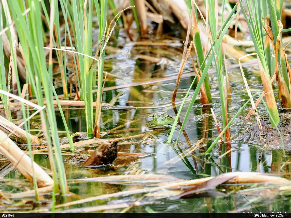 American Bullfrog
