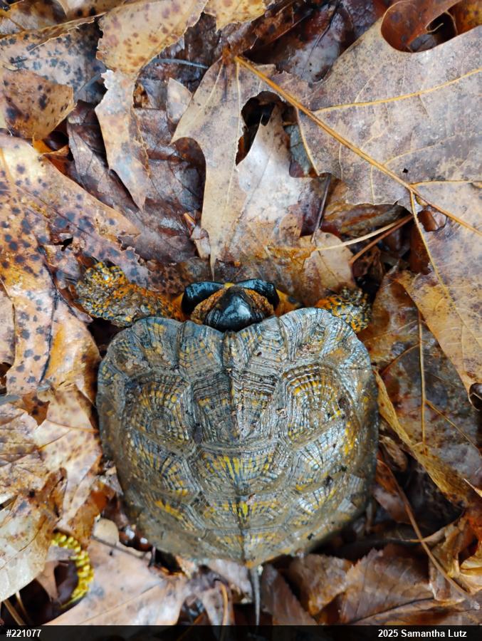 Wood Turtle