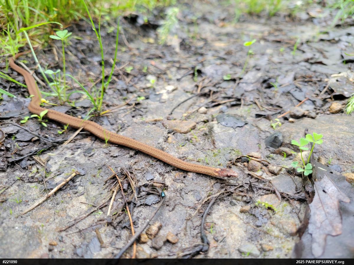 Red-bellied Snake