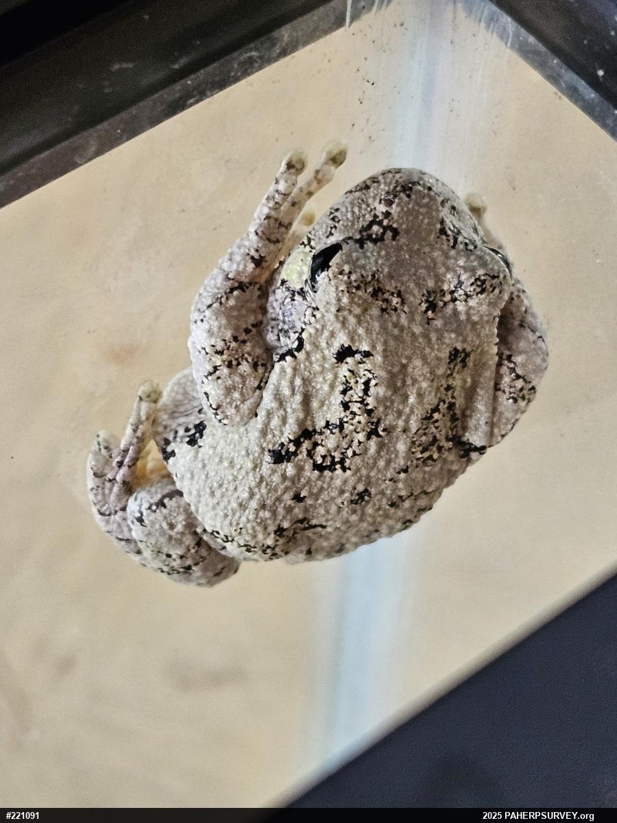 Unknown Gray Treefrog