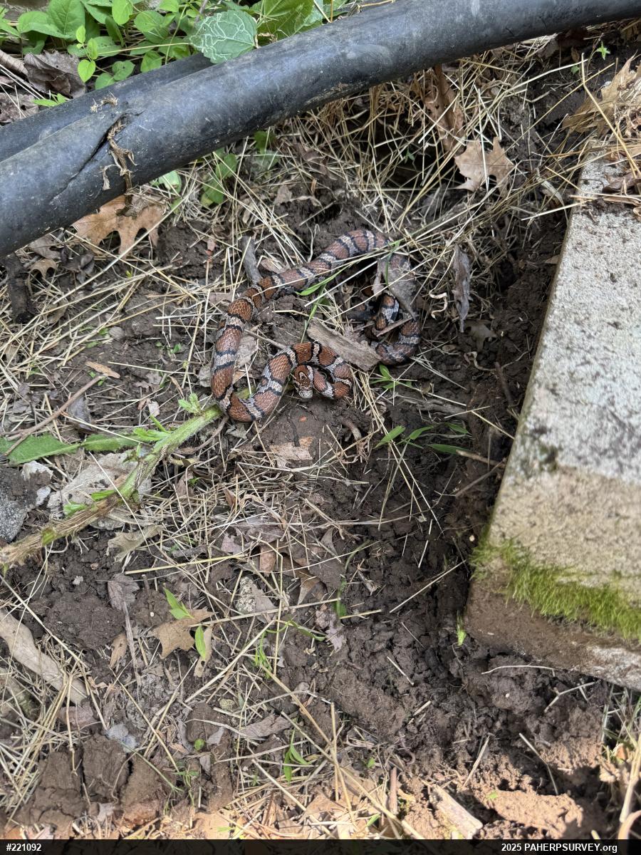 Eastern Milksnake