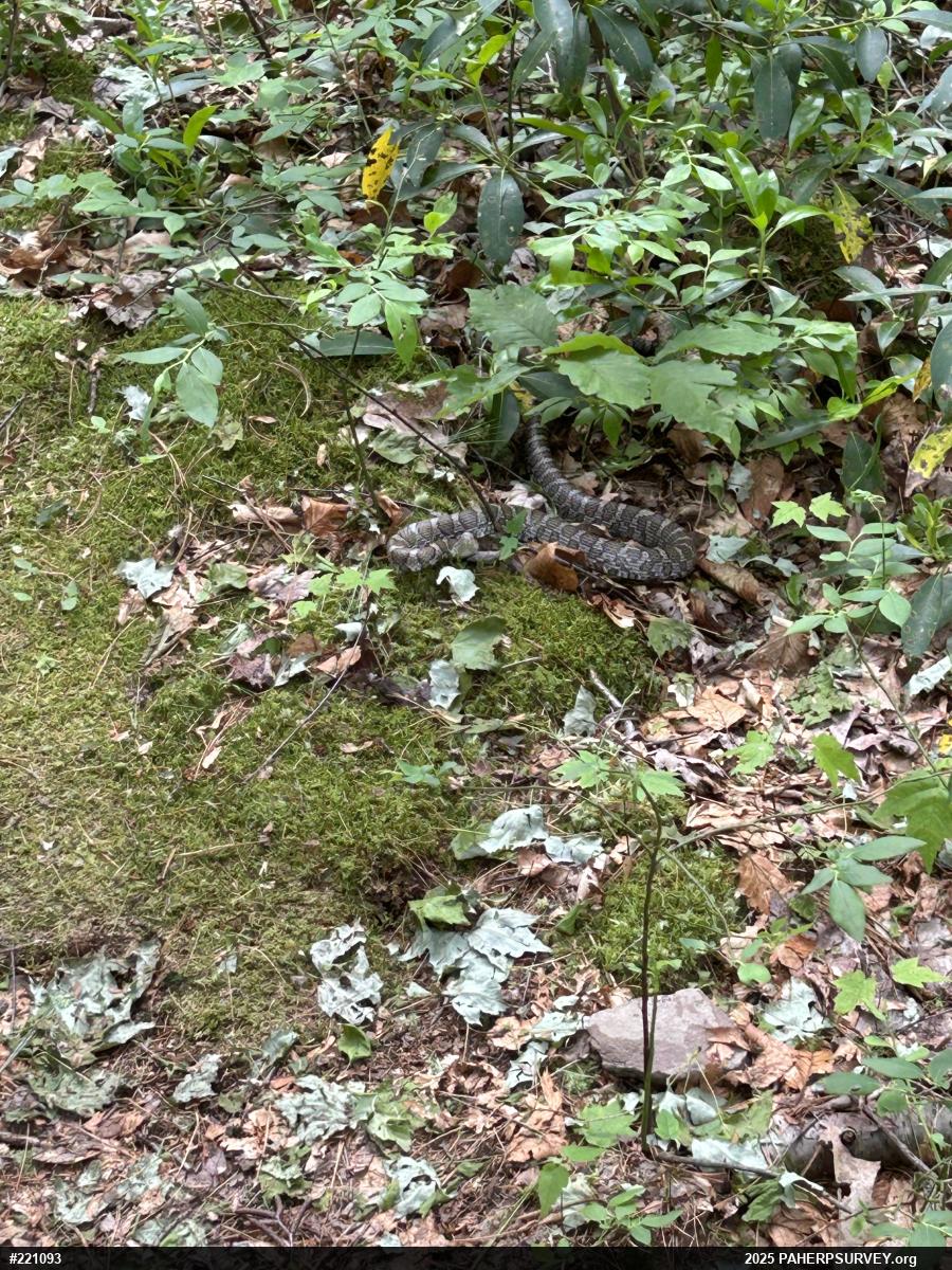 Eastern Milksnake