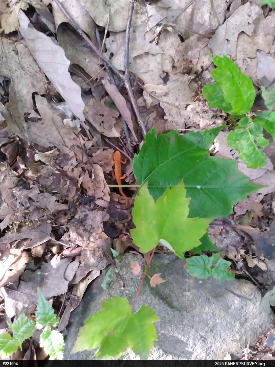 Red-spotted Newt