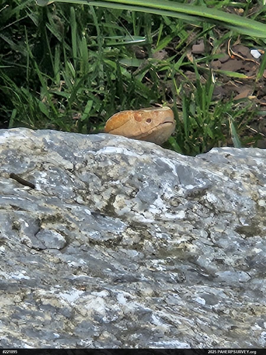 Northern Copperhead