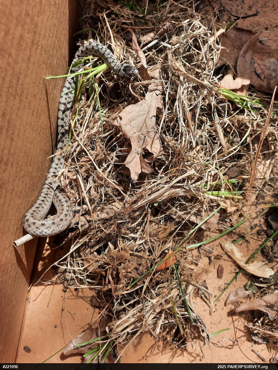 Dekay's Brownsnake