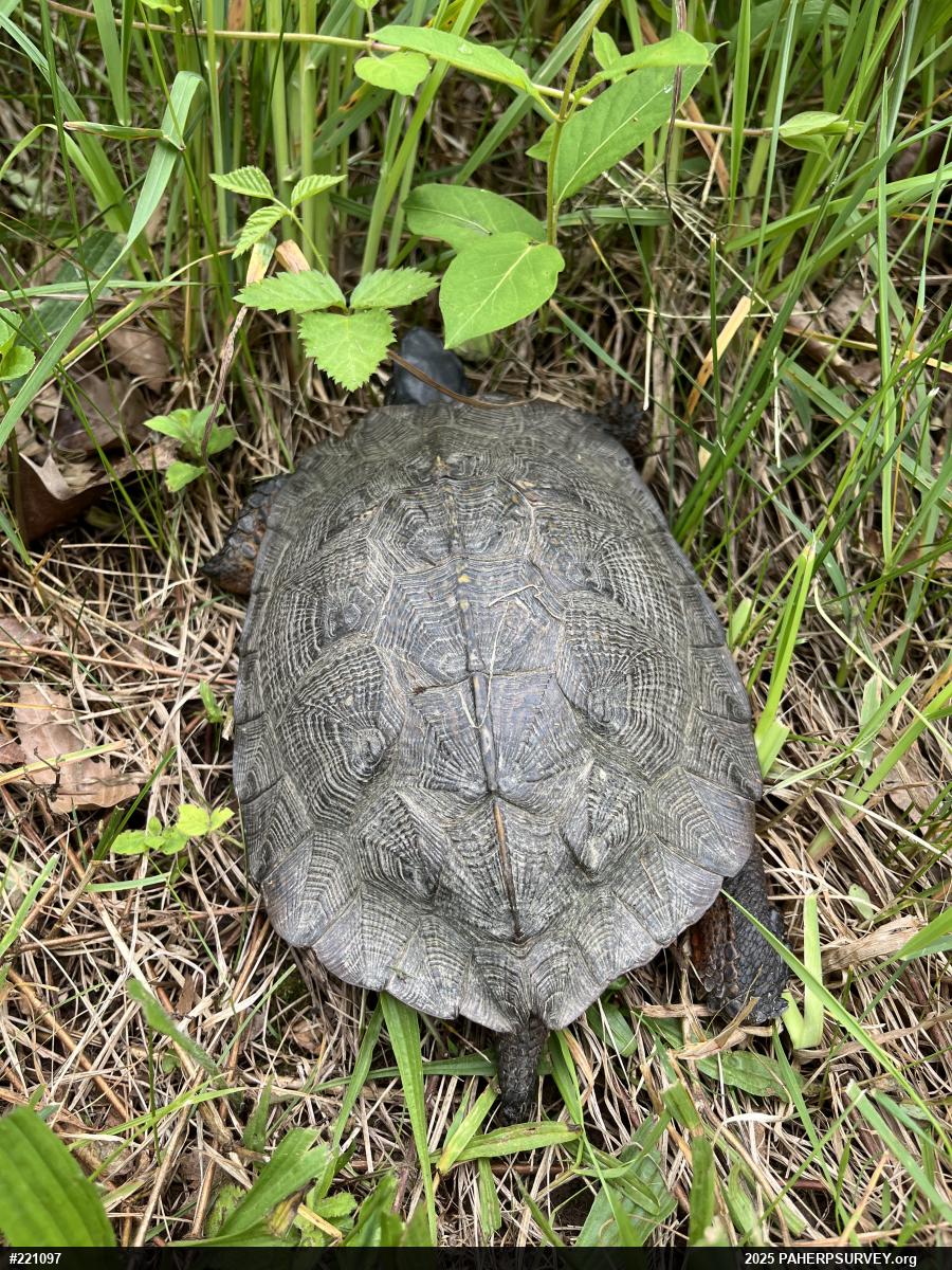 Wood Turtle