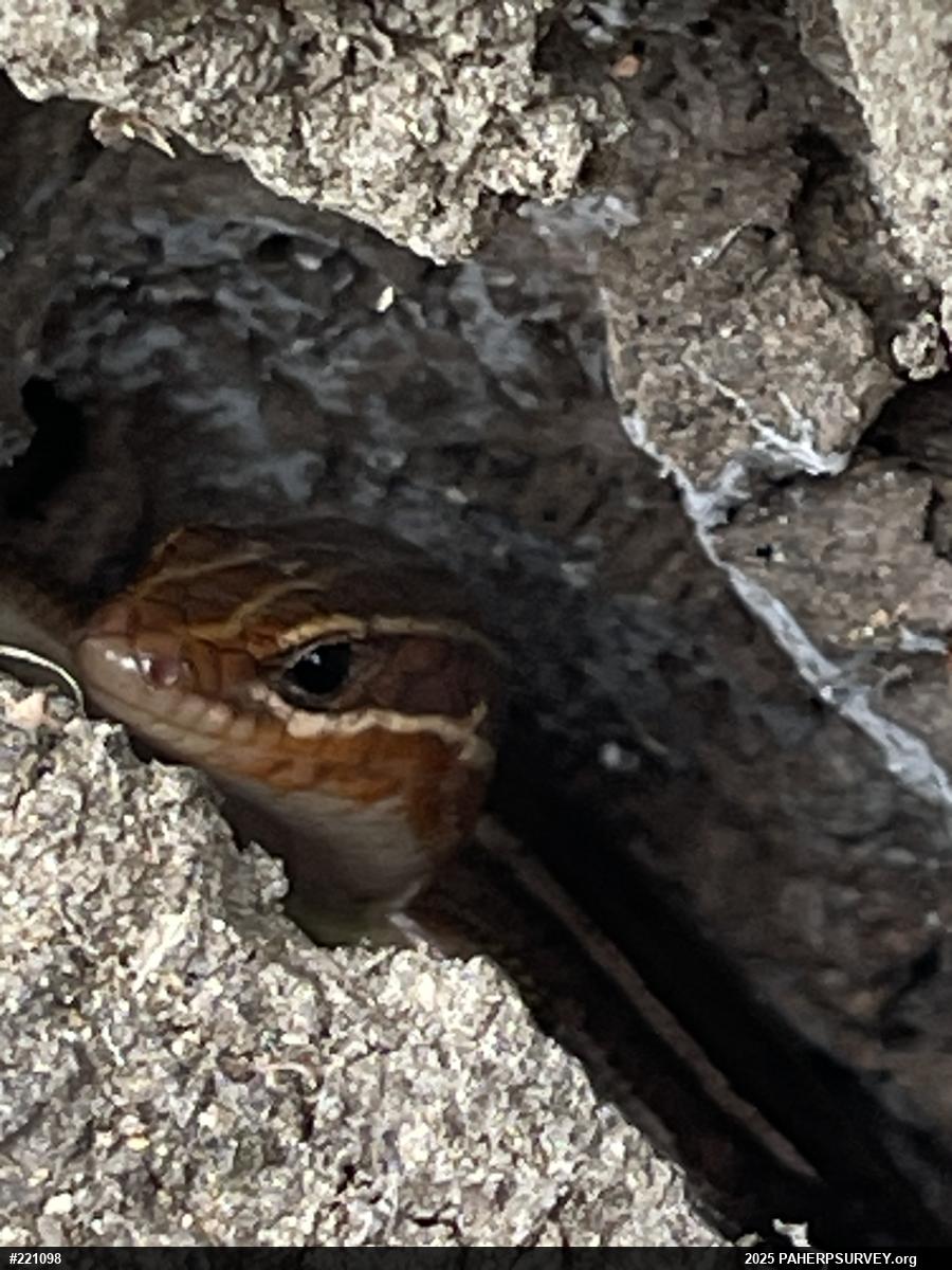 Broad-headed Skink
