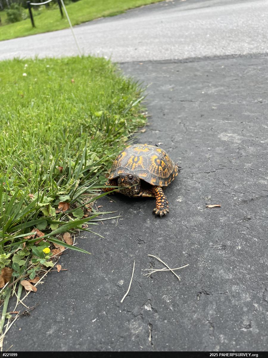 Eastern Box Turtle