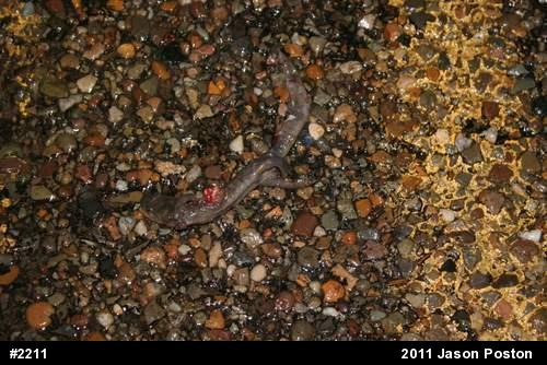 Jefferson Salamander