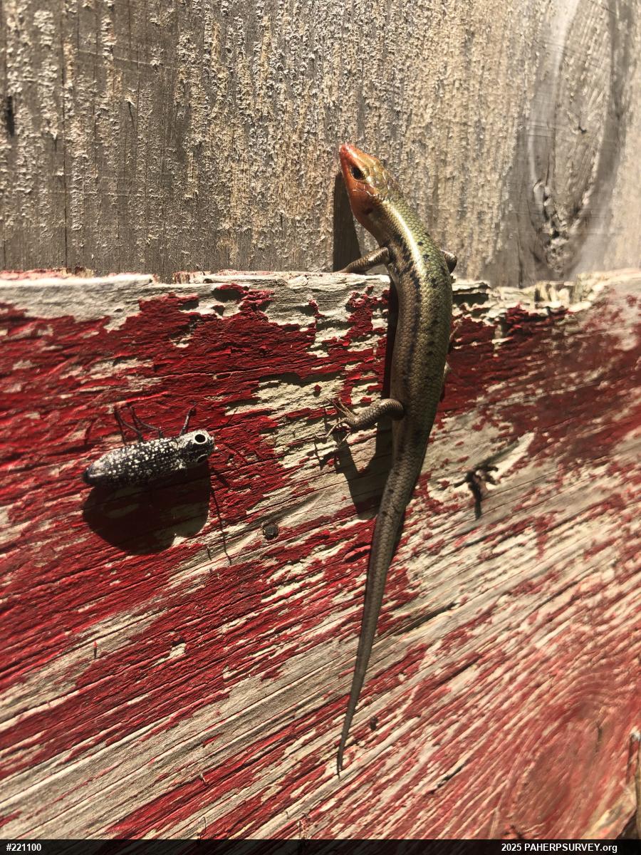 Common Five-lined Skink