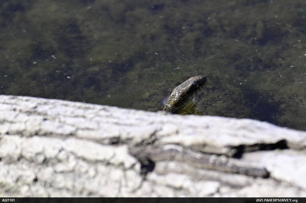Northern Watersnake