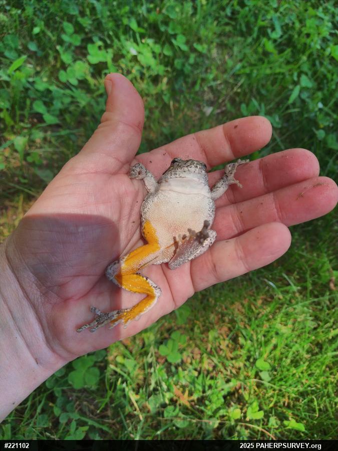 Unknown Gray Treefrog