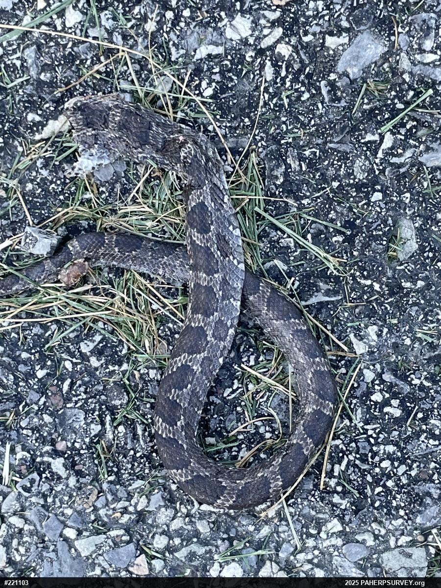 Eastern Ratsnake