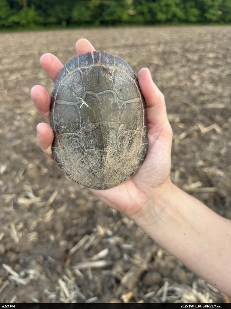 Painted Turtle