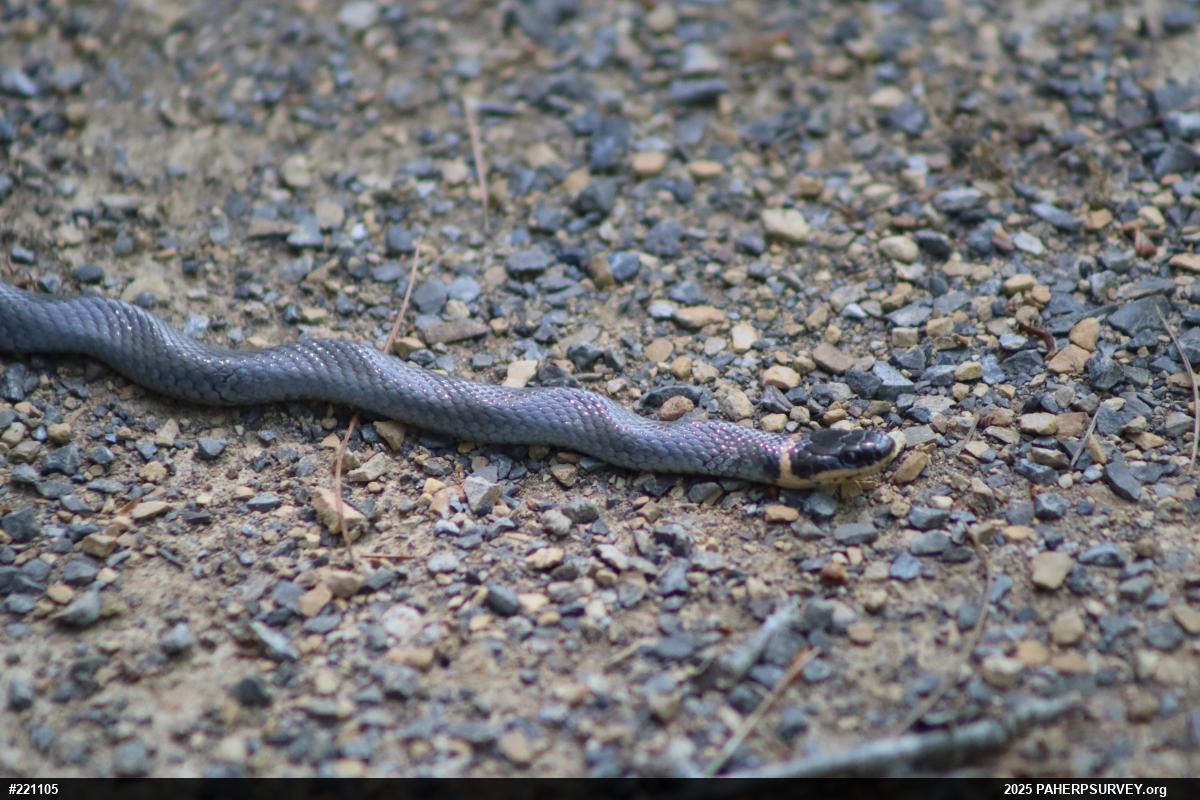 Northern Ring-necked Snake