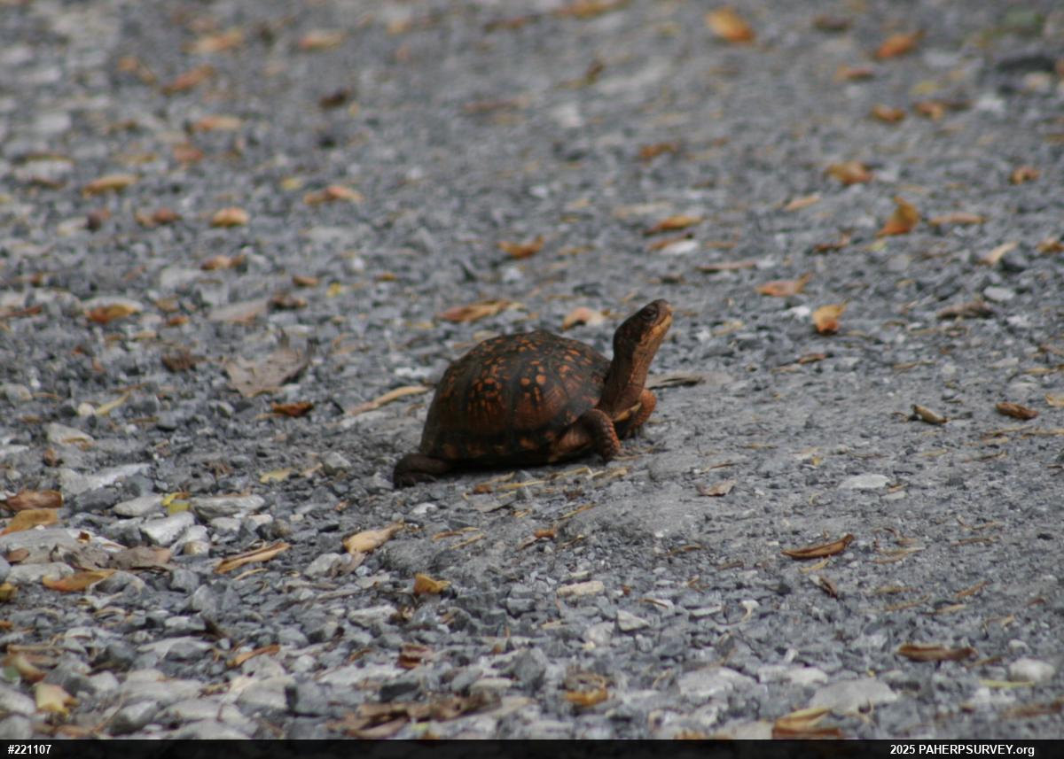 Eastern Box Turtle