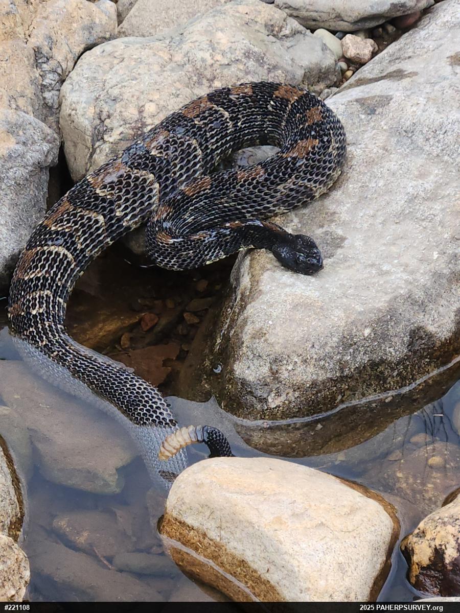 Timber Rattlesnake