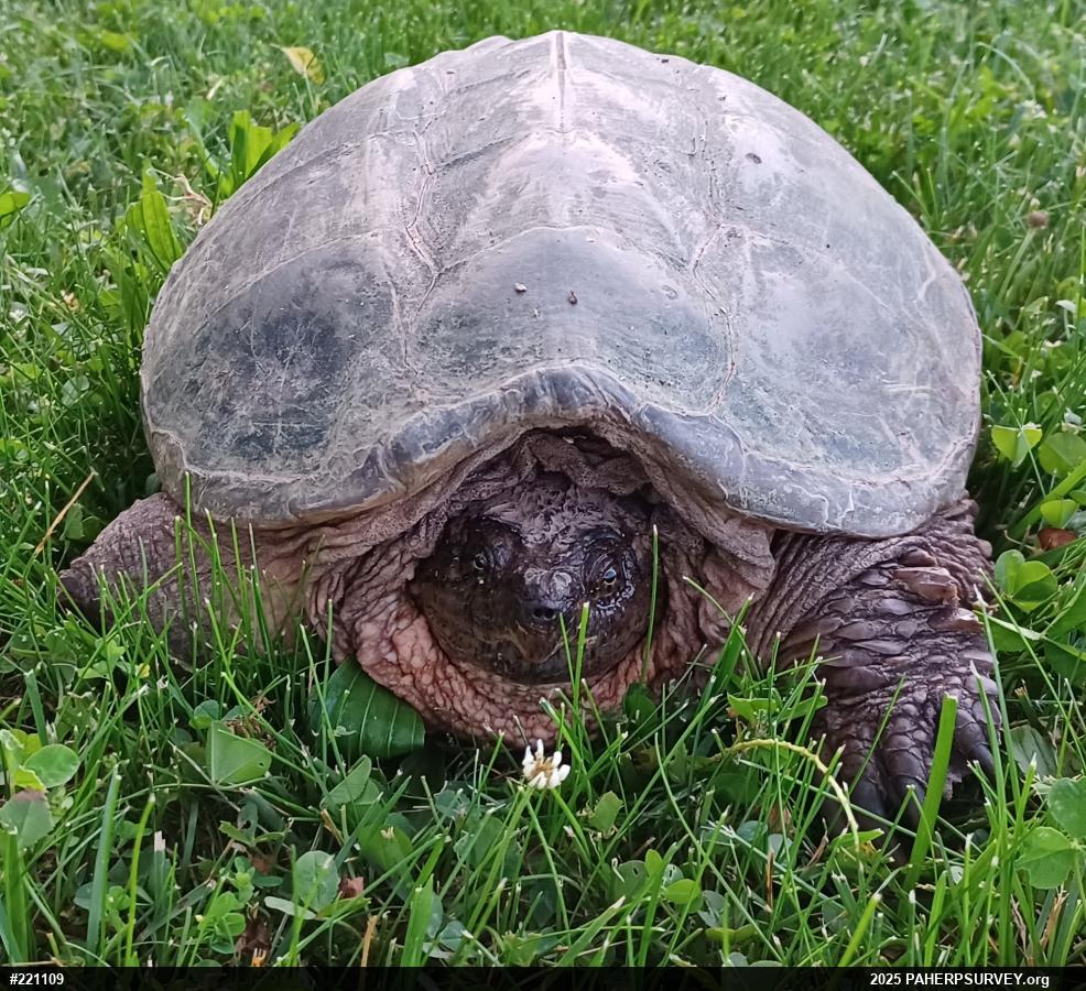 Snapping Turtle