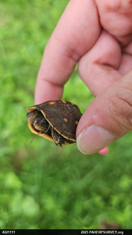 Eastern Box Turtle