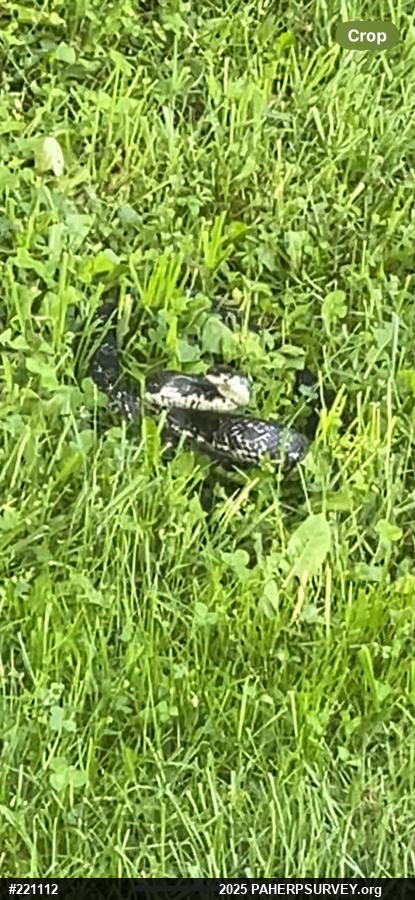 Eastern Ratsnake
